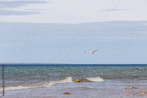 Seagulls flying with blue sky and white clouds in background  © Martina