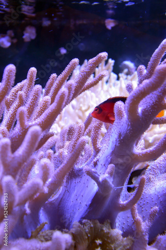 Little red fish swimming in a coral reef. 