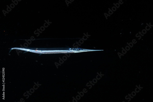 Needlefish swimming mid-water in the darkness of the underwater night photo