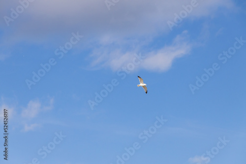 Seagulls flying with blue sky and white clouds in background 