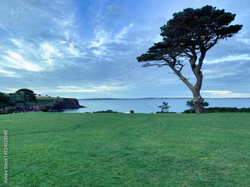 tree on a hill, Dunmore East, Waterford, Ireland