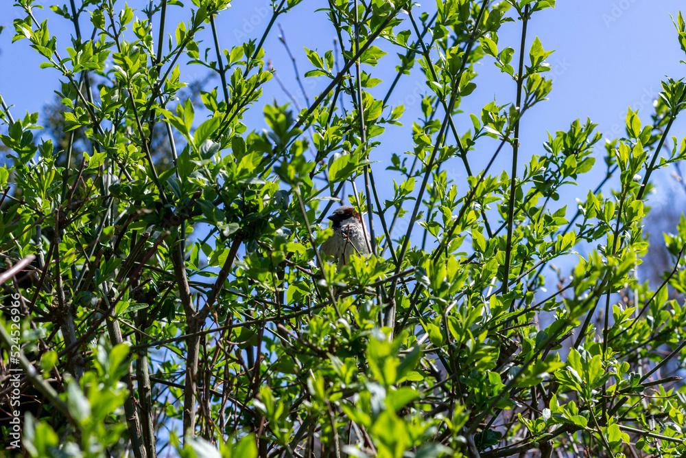 green leaves against blue sky green leaves against blue sky