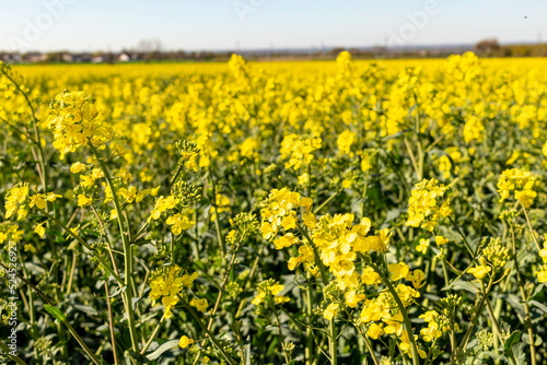 field of yellow rapeseed © Robert