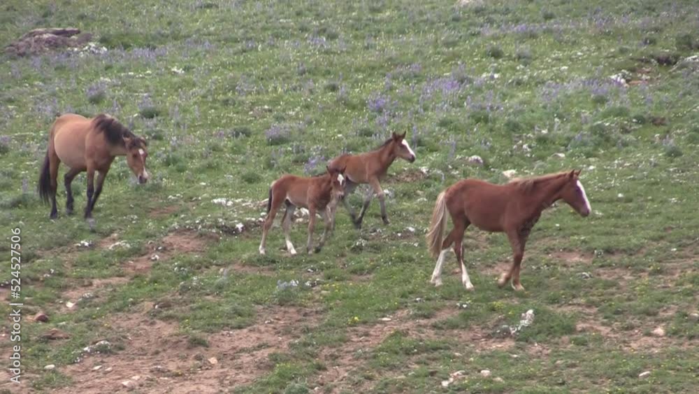 Wild Horses in Summer in the Pryor Mountains Wild Horse Range Montana i Wild Horses in Summer in the Pryor Mountains Wild Horse Range Montana i
