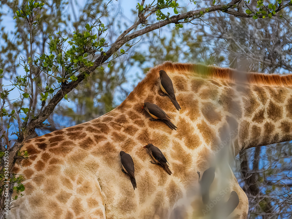 A group of red-billed oxpeckers birds (Buphagus erythrorynchus) on a giraffe's back. A group of red-billed oxpeckers birds (Buphagus erythrorynchus) on a giraffe's back.