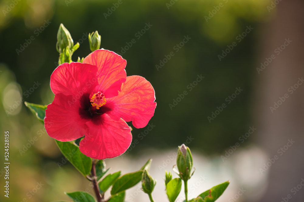 Red flower with green leaves and buds blooming outdoors on green summer background Red flower with green leaves and buds blooming outdoors on green summer background