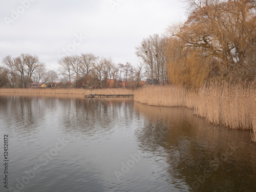 Reed-covered lake shore with bare trees in autumn, Seeburger See, Germany