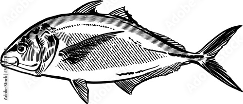 vector illustration sketch of the fish isolated on white