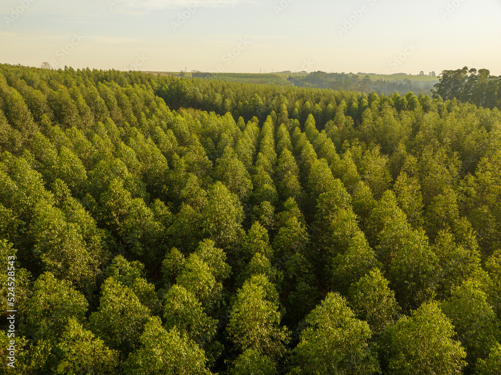 Foto aérea, de floresta de reflorestamento, com eucaliptus voltado para a fabricação de papel e celulose, em Limeira, São Paulo, Brasil