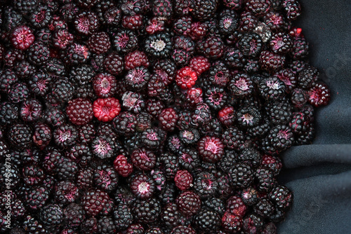 Photography Rubus occidentalis (Black Raspberry), wild collected fresh summer berries