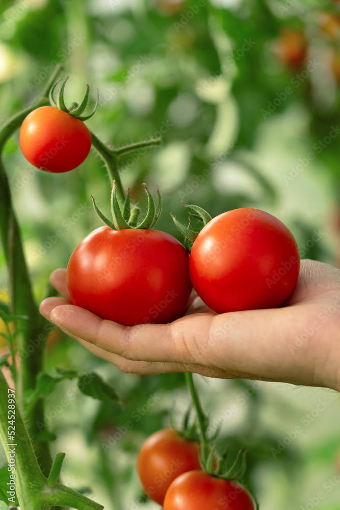 Close up of farmers male hands pick red ripe tomato from branch in greenhouse. Fresh healthy vegetables concept. Harvesting, crop, farming, agriculture