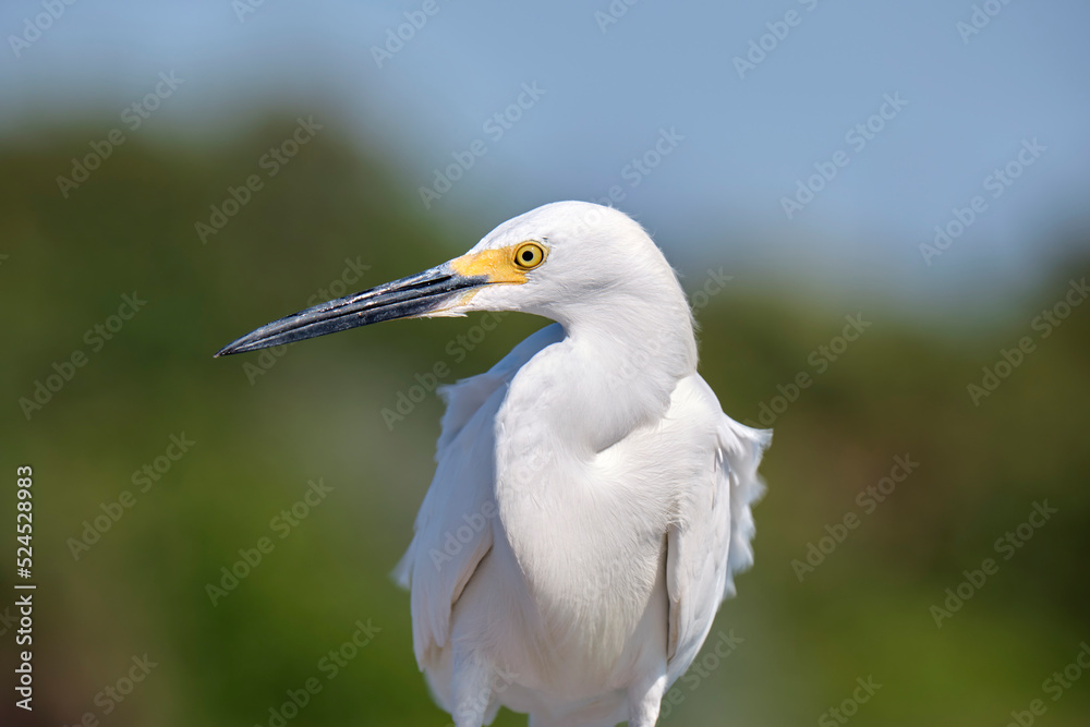 White heron wild sea bird, also known as great egret on seaside in summer White heron wild sea bird, also known as great egret on seaside in summer