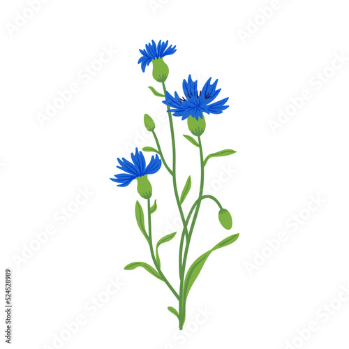Cornflower field vector illustration. Summer wild meadow flower, honey plant. Knapweed blue isolated on white. Centaurea botanical floral design element