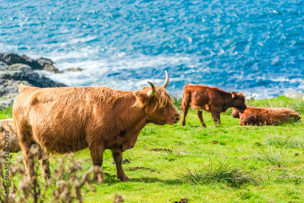 Highland cows, Isle of Harris in Outer Hebrides, Scotland. Selective focus Highland cows, Isle of Harris in Outer Hebrides, Scotland. Selective focus