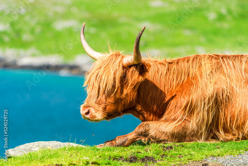 Highland cow, Isle of Harris in Outer Hebrides, Scotland. Selective focus