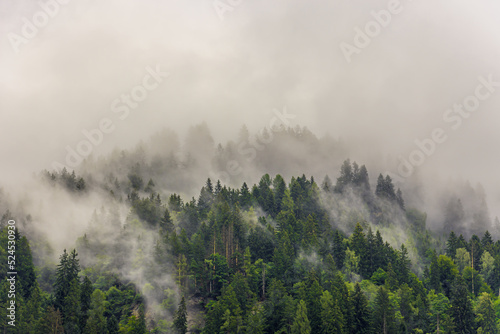 Misty Landscape. Pine trees in the clouds on a mountain