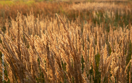 Golden reed grass in the field in the sun.