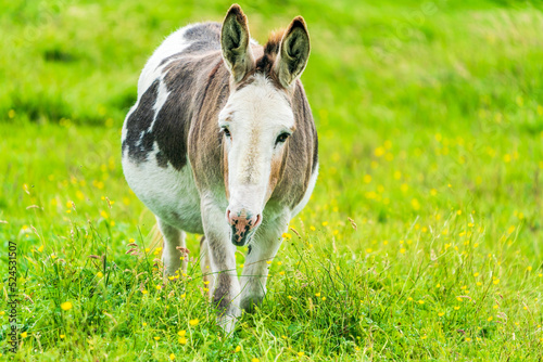 Domestic donkey on a meadow, Isle of Harris, Scotland