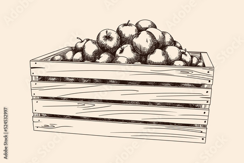 Wooden box full of ripe apples. Autumn harvest. Hand pencil sketch isolated on beige background.