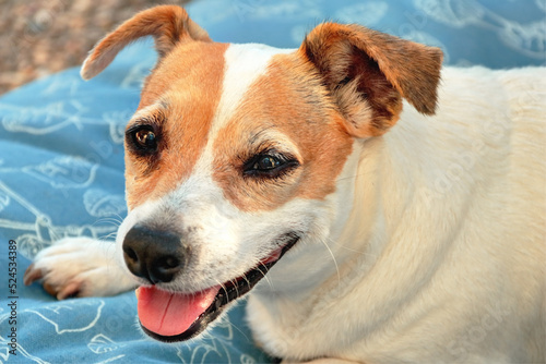 Chien Jack Russell terrier