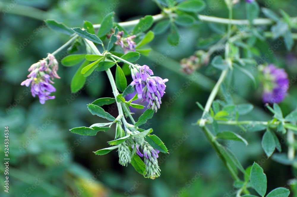 The field is blooming alfalfa