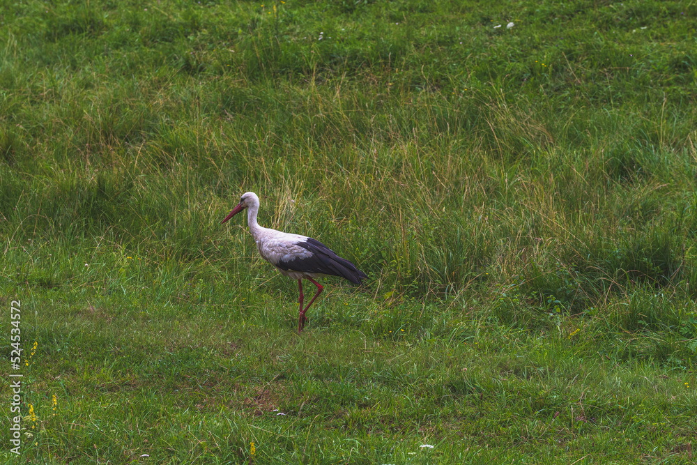 Fototapeta premium white stork in the grass