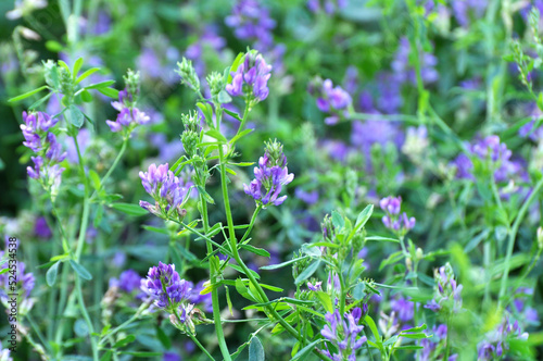 Foto The field is blooming alfalfa