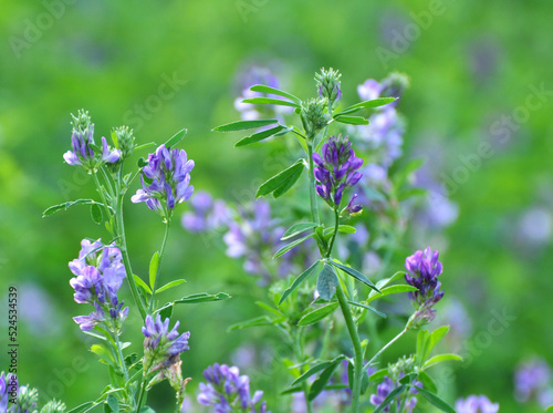 The field is blooming alfalfa photo