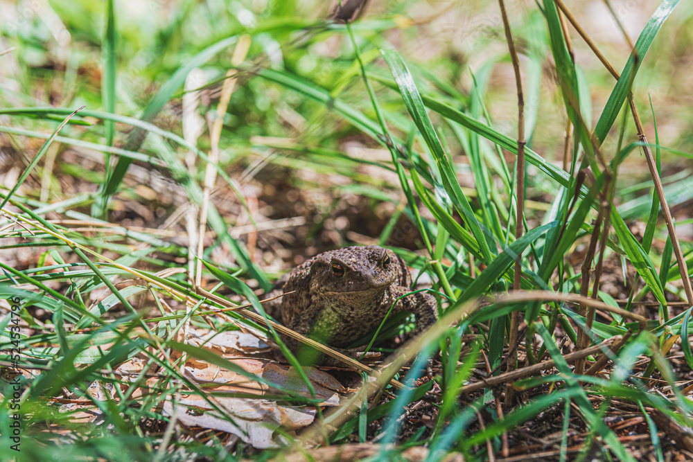 frog in the grass