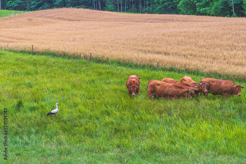 stork and cows i a meadow