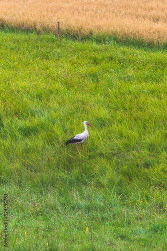 A stork in a meadow