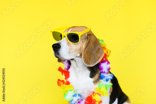 Beagle dog with sunglasses and flower collar on yellow background. Summer portrait of a dog. Spring portrait of a dog. 