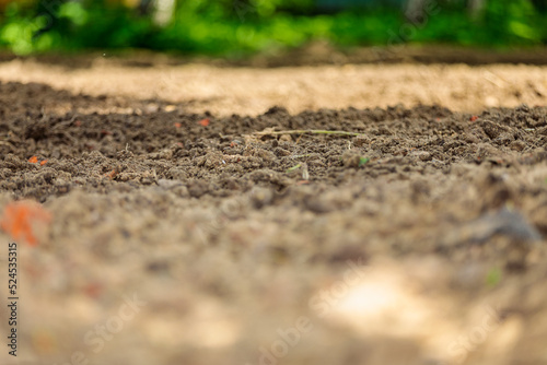 Plowed land, agricultural work. Leveling the soil on the site.Close-up