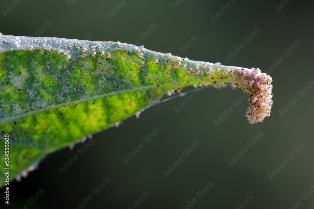 Tetranychus urticae (red spider mite or two-spotted spider mite) is a species of plant-feeding mite a pest of many plants. Damage on the bean leaves. Tetranychus urticae (red spider mite or two-spotted spider mite) is a species of plant-feeding mite a pest of many plants. Damage on the bean leaves.