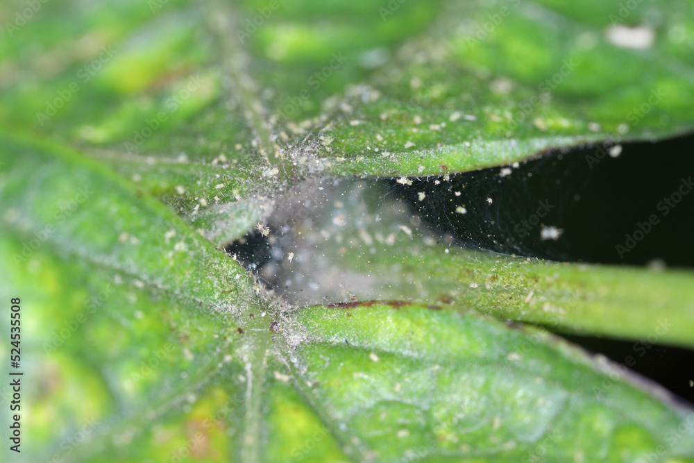Tetranychus urticae (red spider mite or two-spotted spider mite) is a species of plant-feeding mite a pest of many plants. Damage on the bean leaves. Tetranychus urticae (red spider mite or two-spotted spider mite) is a species of plant-feeding mite a pest of many plants. Damage on the bean leaves.