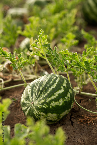 Watermelon in the garden in the leaves. Agriculture, agronomy, industry