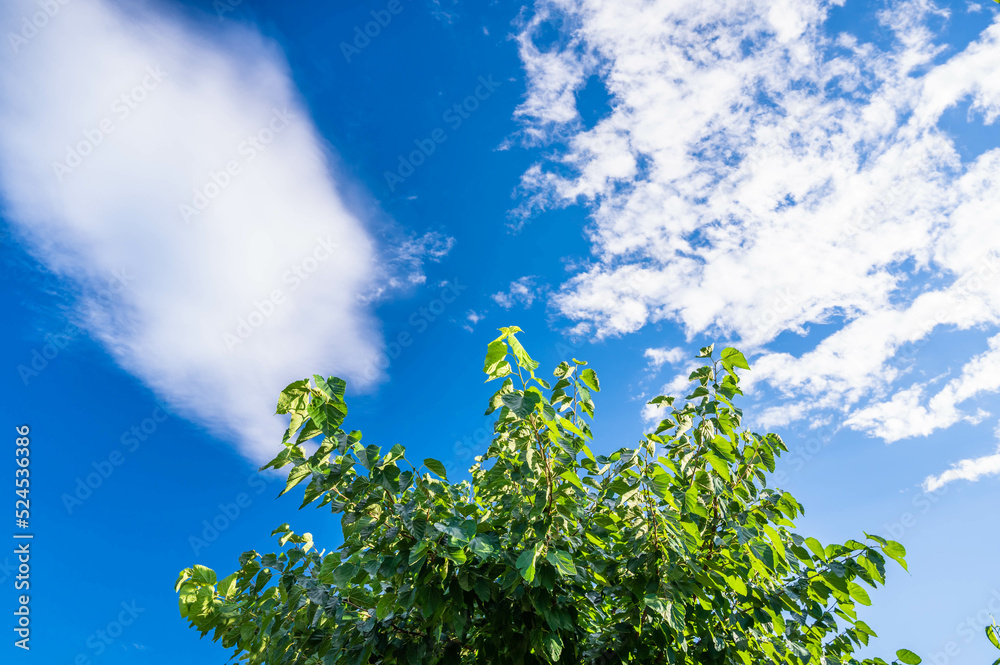 Obraz premium 青空と桑の木