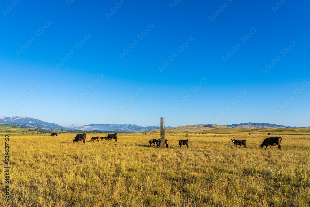A stainless steel monolith in a cow pasture in southern Alberta A stainless steel monolith in a cow pasture in southern Alberta