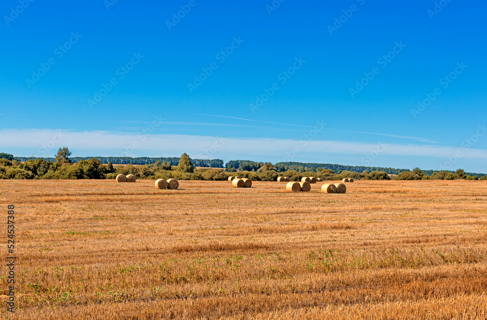 Yellow golden straw bales of hay in the field, agricultural field under a blue sky with clouds. Agriculture, harvest, season.