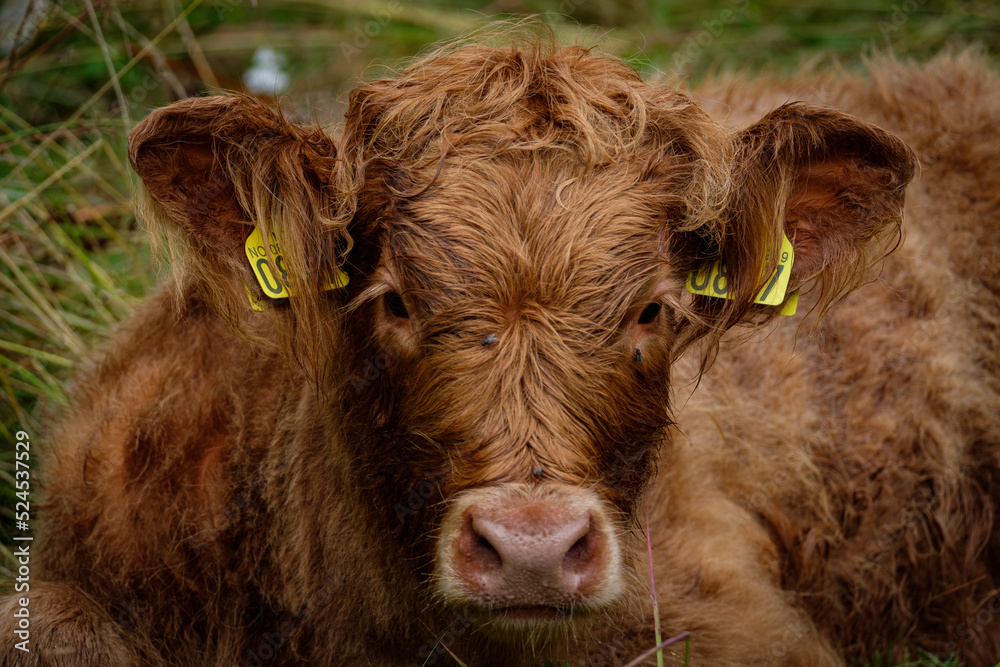 Fototapeta premium portrait of cows taken in the norway 