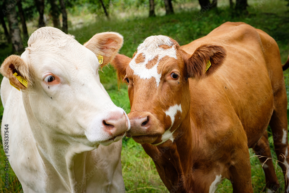 portrait of cows taken in the norway portrait of cows taken in the norway
