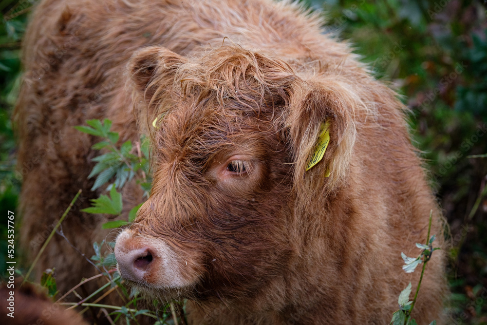 Fototapeta premium portrait of cows taken in the norway 