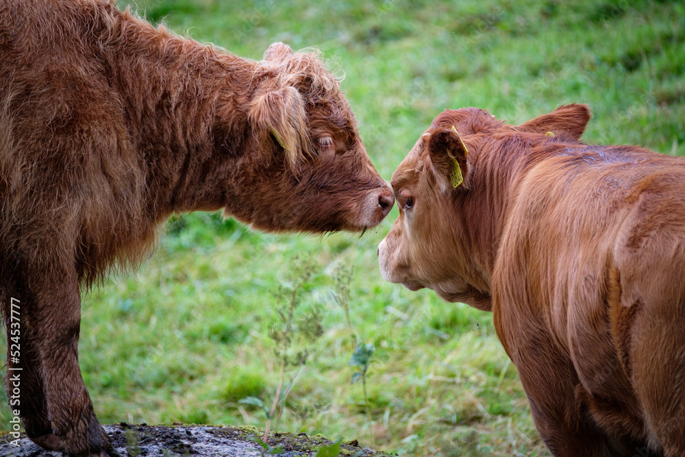 portrait of cows taken in the norway portrait of cows taken in the norway