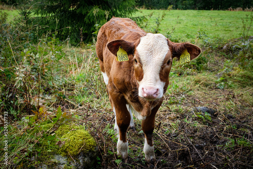 portrait of cows taken in the norway 