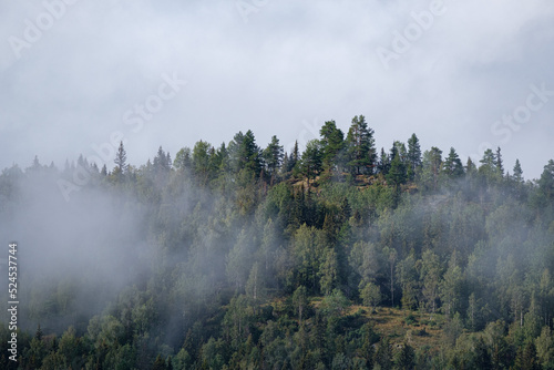 fog on the top of the trees, norway