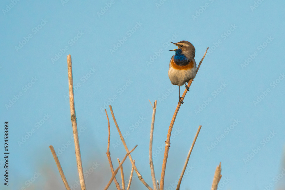 Bluethroat (Luscinia svecica) perched on top of a shrub and singing in the dunes against a blue sky Bluethroat (Luscinia svecica) perched on top of a shrub and singing in the dunes against a blue sky