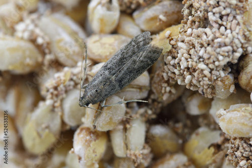 Fotografie Detailed closeup on the small Tobacco Moth, Ephestia elutella - a common food pest