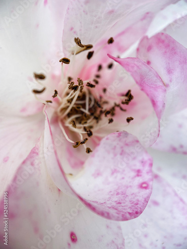 Фотография Pink rose