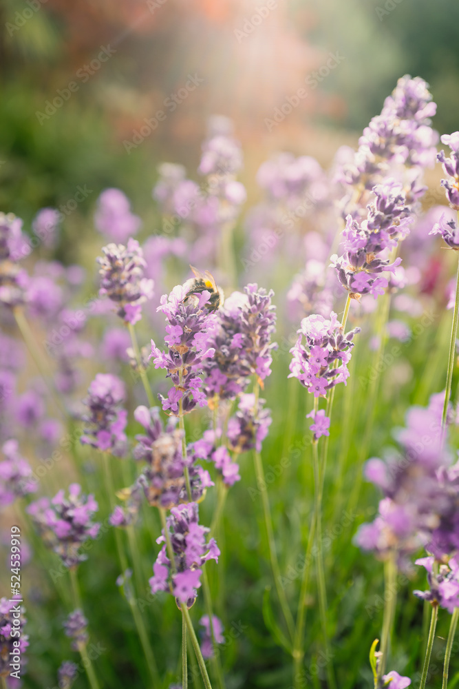 Very soft delicate focus on lavender with sun rays behind. A bumblebee is on one of the flowers. Very soft delicate focus on lavender with sun rays behind. A bumblebee is on one of the flowers.