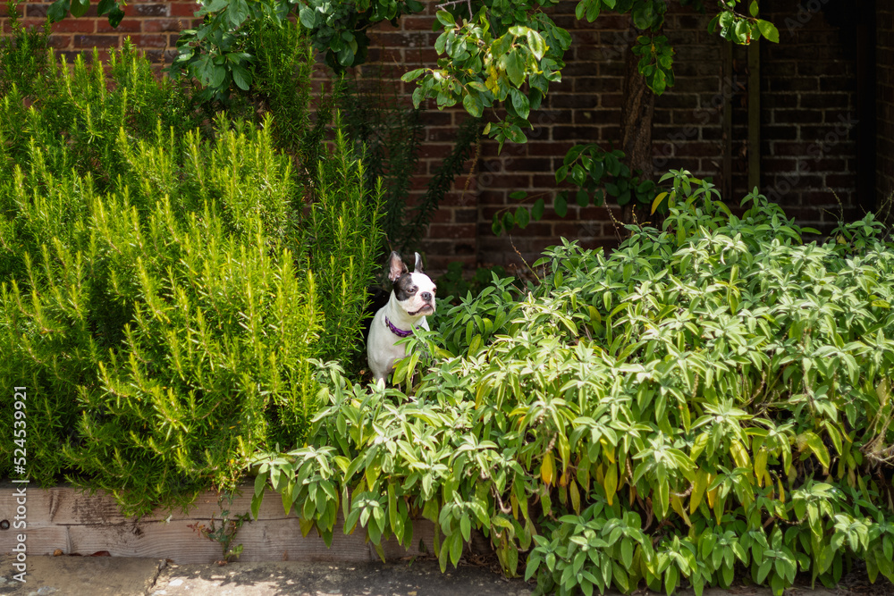 Boston Terrier dog looking very small in amongst overgrown herbs in a garden with a brick wall behind.